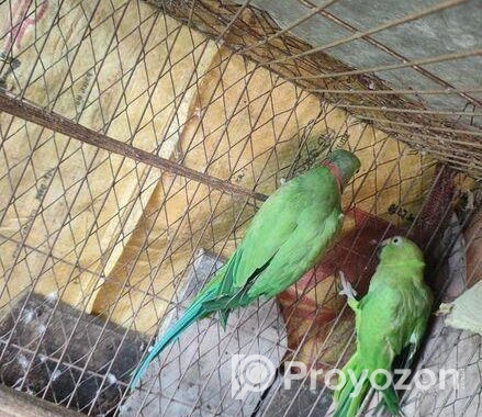 ইন্ডিয়ার রিংনেক টিয়া জোড়া