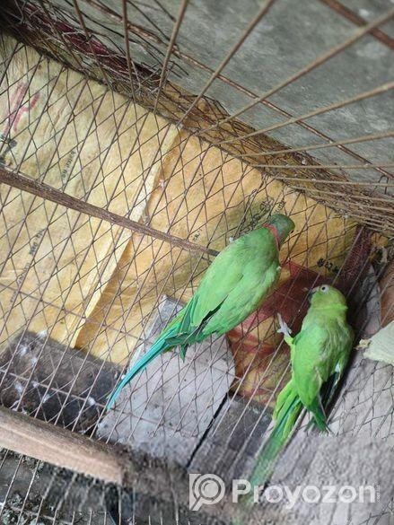 ইন্ডিয়ার রিংনেক টিয়া জোড়া