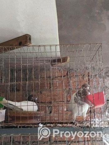 কবুতর বিক্রয় হবে