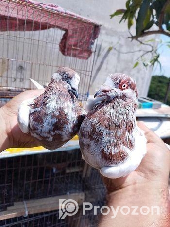 কবুতর বিক্রয় হবে