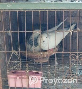কবুতর বিক্রয় হবে