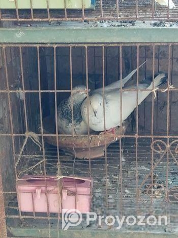 কবুতর বিক্রয় হবে