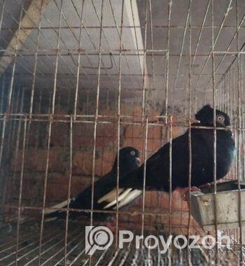 কবুতর বিক্রি