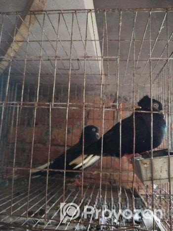 কবুতর বিক্রি