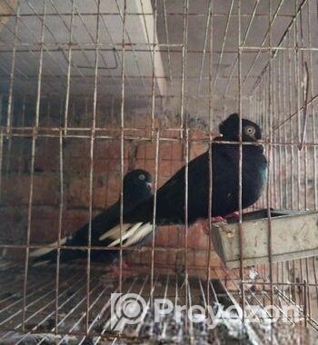 কবুতর বিক্রি