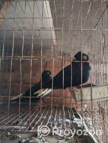 কবুতর বিক্রি