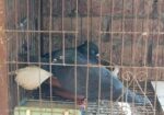 Bird For Sell
