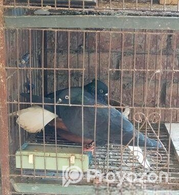 Bird For Sell