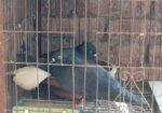 Bird For Sell