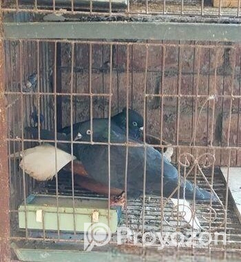 Bird For Sell