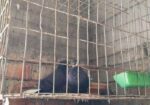 Bird For Sell