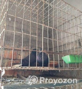 Bird For Sell