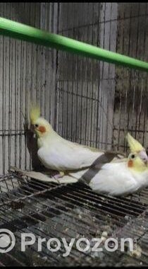 কোকাটেল লুটিনো