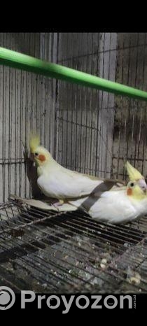 কোকাটেল লুটিনো