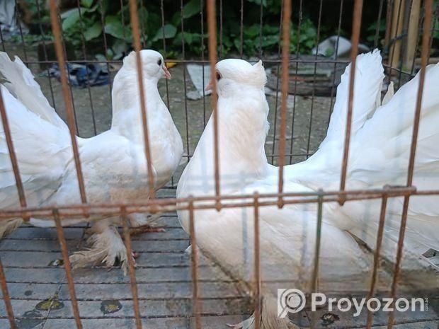 কবুতরটি বিক্রি হবে