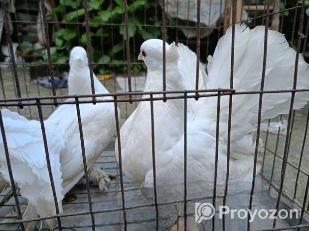 কবুতরটি বিক্রি হবে