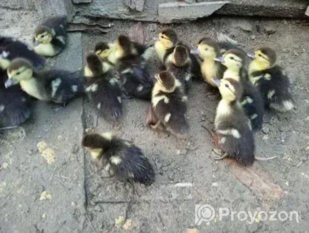 চিনা হাঁসের বাচ্চা