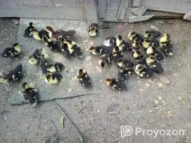 চিনা হাঁসের বাচ্চা