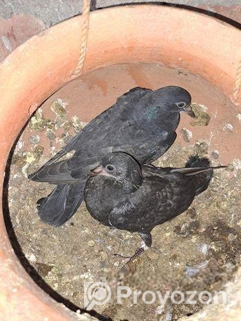 বাচ্চা কবুতর