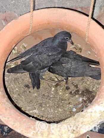 বাচ্চা কবুতর