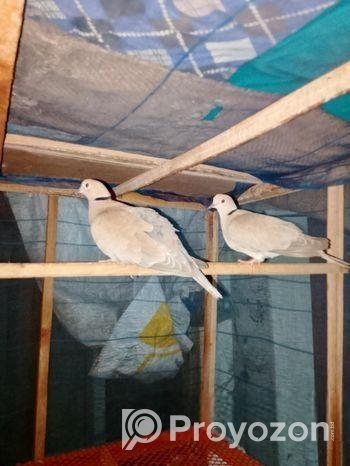 অস্ট্রেলিয়ান ঘুঘু