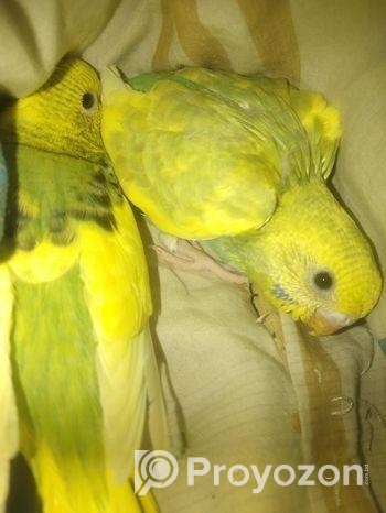 ২ পিচ বাজিগর পাখি