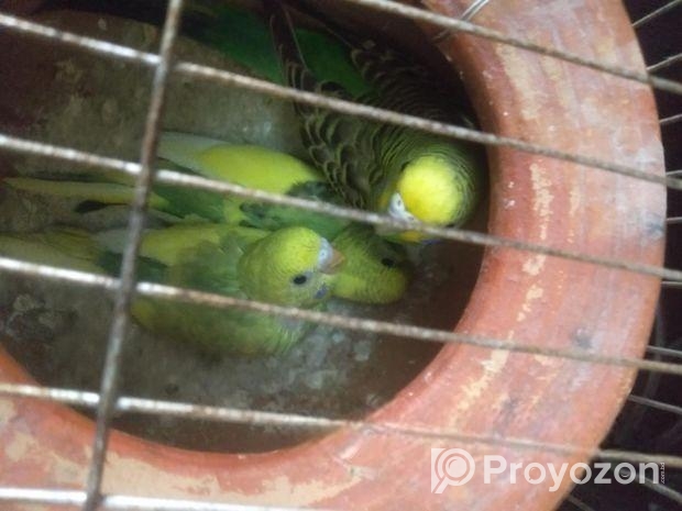 ২ পিচ বাজিগর পাখি