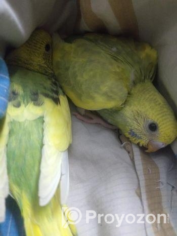 ২ পিচ বাজিগর পাখি