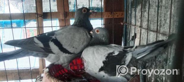 কবুতর বিক্রি করা হবে