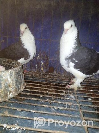 কবুতর বিক্রি হবে