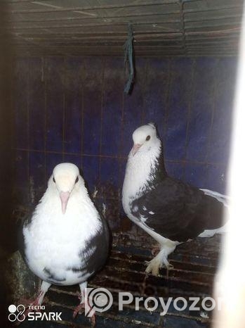 কবুতর বিক্রি হবে