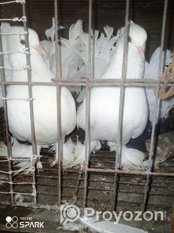 কবুতর বিক্রি হবে