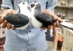 এক জোড়া কালো সিরাজী কবুতর বিক্রি করা হবে