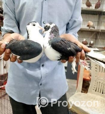 এক জোড়া কালো সিরাজী কবুতর বিক্রি করা হবে