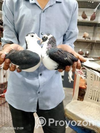 এক জোড়া কালো সিরাজী কবুতর বিক্রি করা হবে