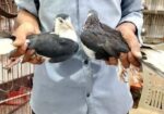 এক জোড়া কালো সিরাজী কবুতর বিক্রি করা হবে