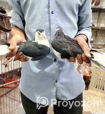 এক জোড়া কালো সিরাজী কবুতর বিক্রি করা হবে