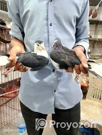 এক জোড়া কালো সিরাজী কবুতর বিক্রি করা হবে