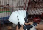 এক জোড়া কালো সিরাজী কবুতর বিক্রি করা হবে