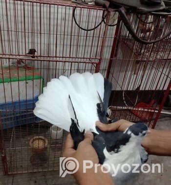 এক জোড়া কালো সিরাজী কবুতর বিক্রি করা হবে