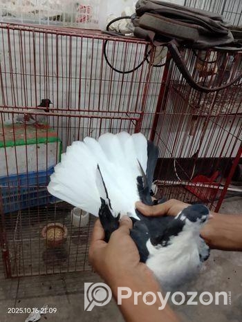 এক জোড়া কালো সিরাজী কবুতর বিক্রি করা হবে