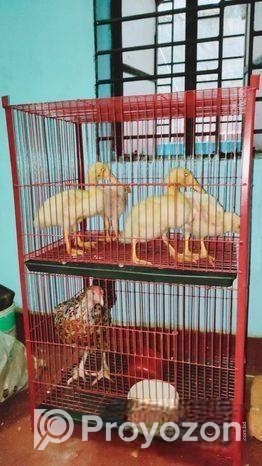 খাঁচা বিক্রি