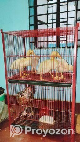 খাঁচা বিক্রি