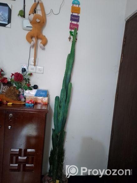 ক্যাটরাস গাছ