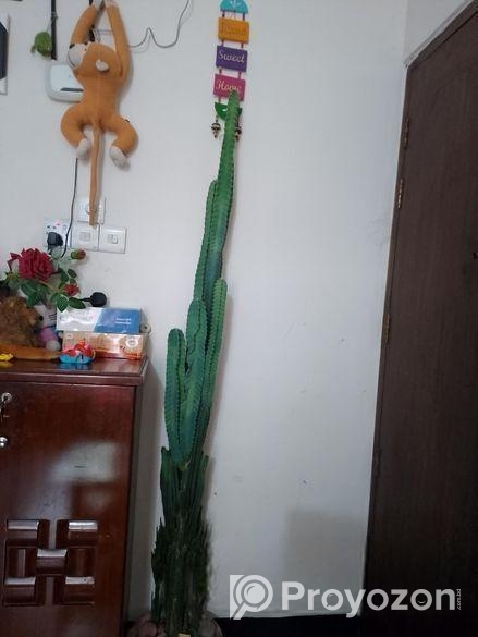 ক্যাটরাস গাছ