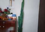 ক্যাটরাস গাছ