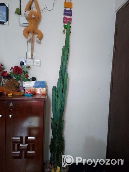 ক্যাটরাস গাছ