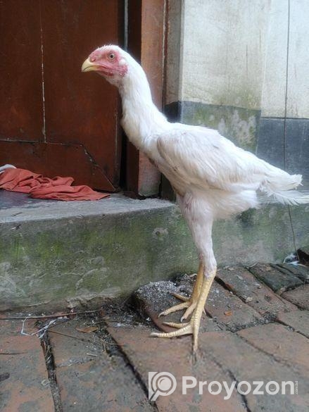 আসিল ফাইটার 100%.