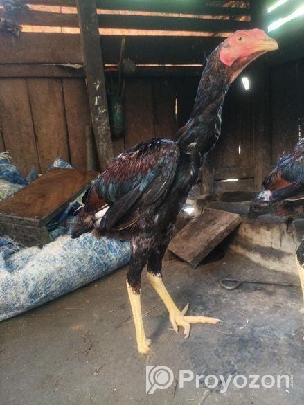 আসিল ফাইটার 100%.