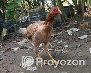 fitted-2025-10-20T104951.853_2025-10-20_10-51-17